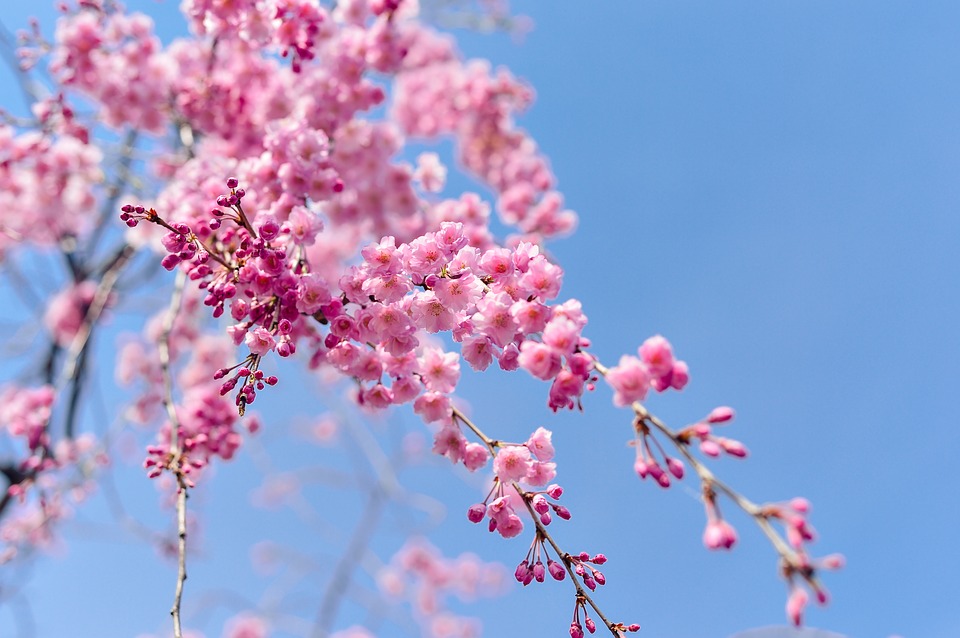 Cerisiers du Japon